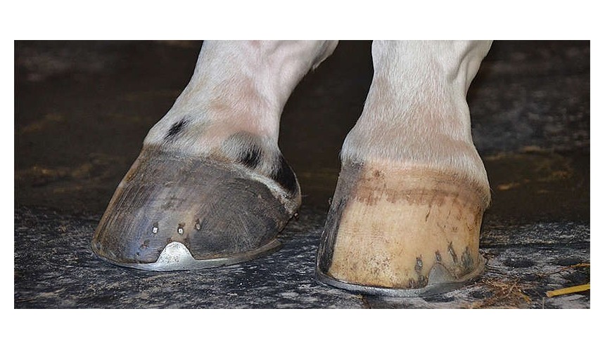 Horse hooves: care and diseases