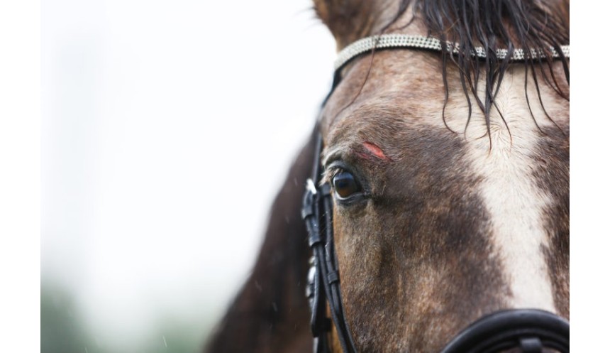 Common Injuries in Horses