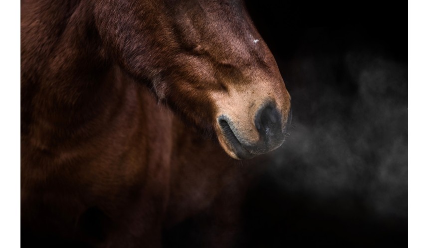 La toux chez les chevaux : causes, types et traitements